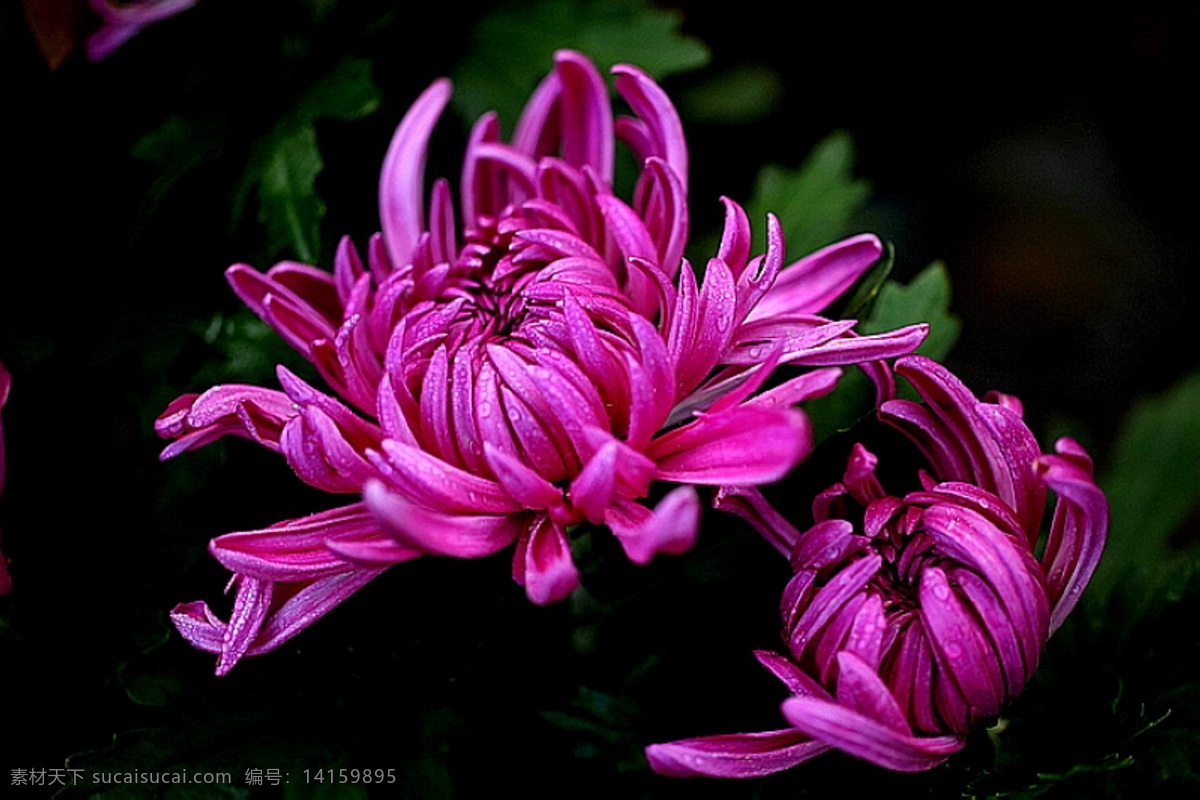 菊花2 菊花 秋季花朵 菊花台 紫色菊花 美丽花朵