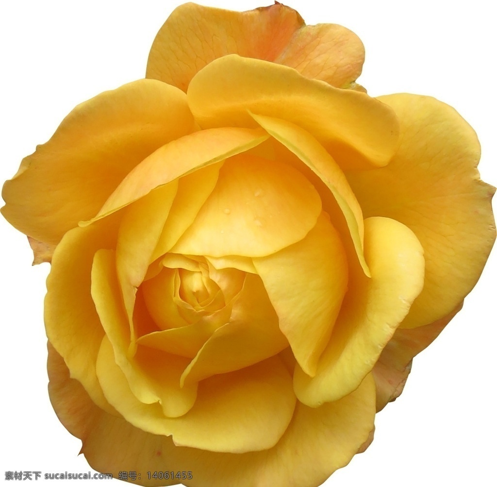 黄色 妖艳 玫瑰花 妖艳花朵 黄花 黄色花朵 玫瑰 鲜花 黄玫瑰 花朵 花卉 花草 植物 生物世界