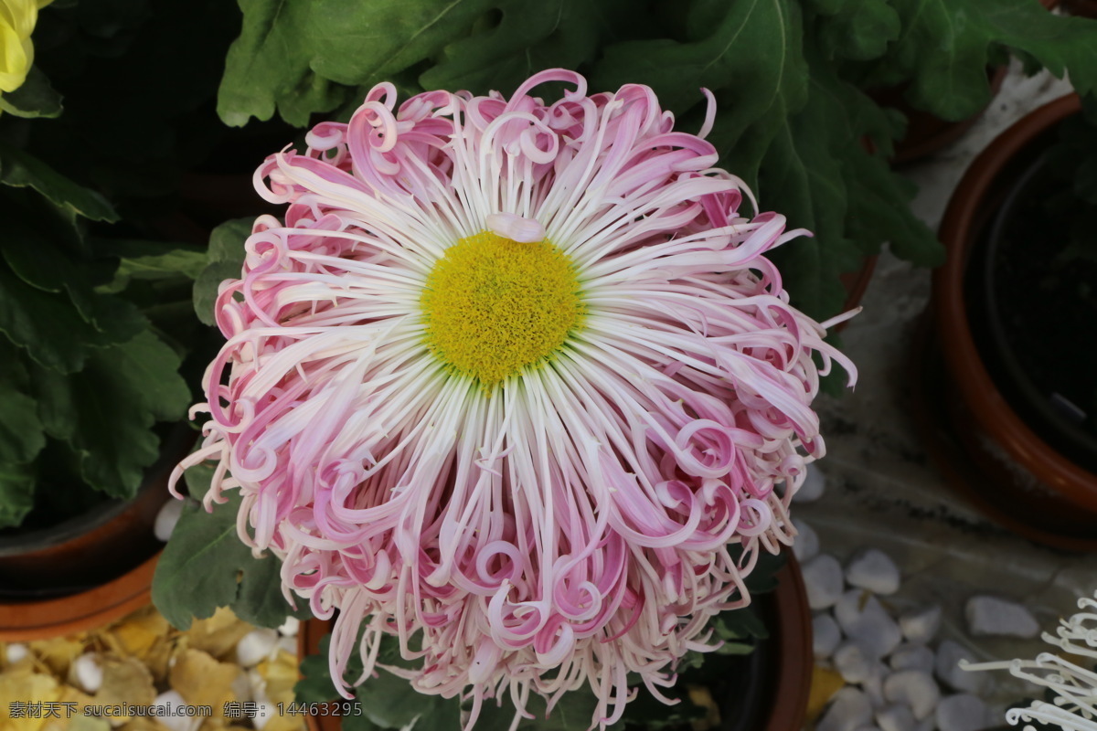 园林美景 黄华 秋菊 菊科花卉 花卉 花朵 花瓣 草花 绿化景观 植物 花儿 花蕊 观赏花卉 菊菊花 生物世界 花草