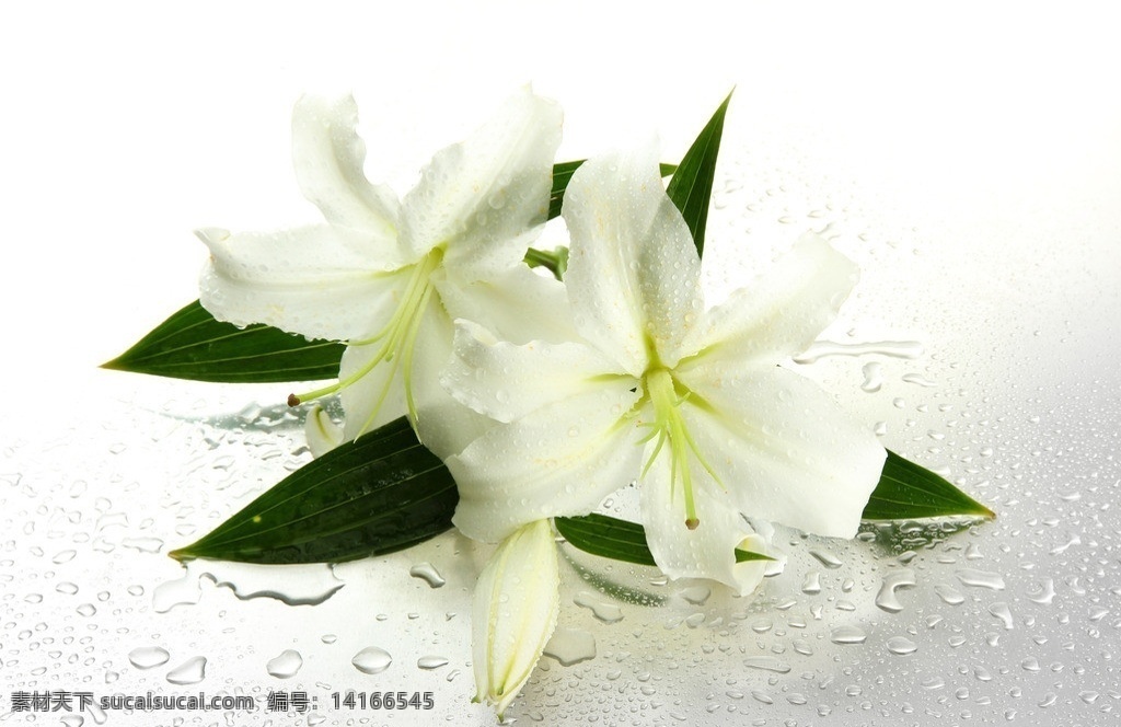 白百合 白色花朵 百合花 鲜花 花朵 花卉 露珠 水珠 美丽 唯美花朵 图片大全 高清图片 花草 生物世界