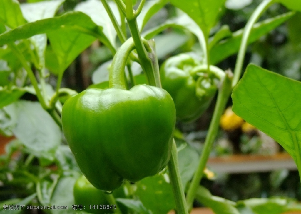 青椒 蔬菜 植物 青菜 青椒素材 生物世界