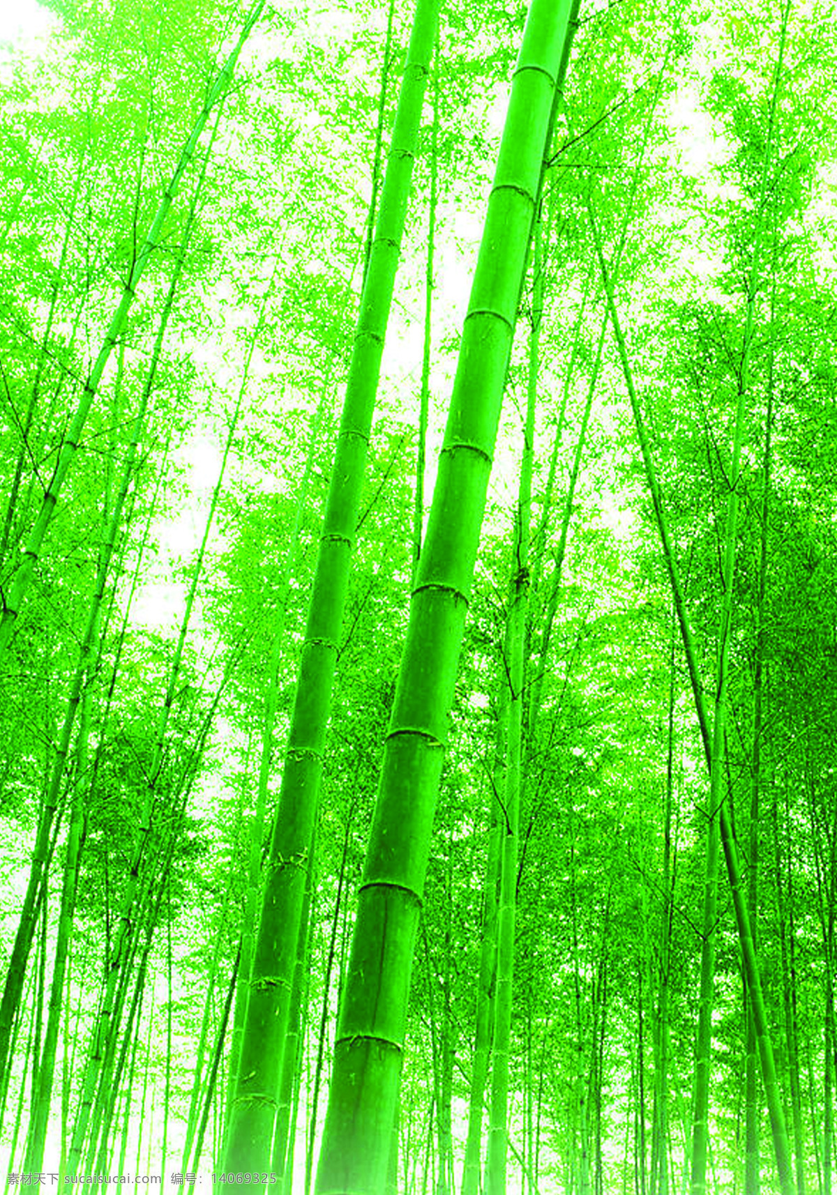 高清 绿色 竹林 竹子 竹 背景
