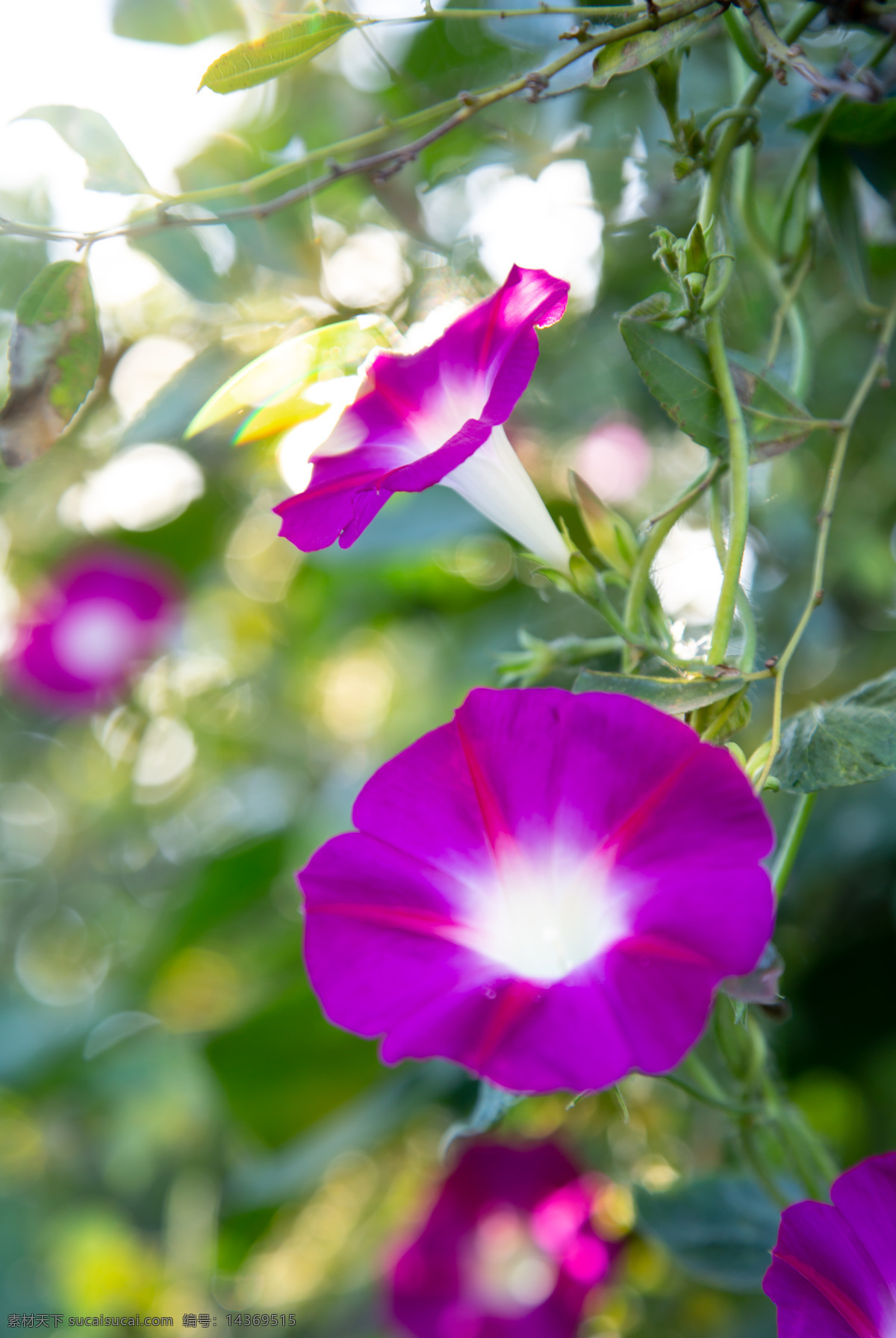 花 花卉 植物 自然 园艺 绿色 花瓣 装饰 园林 户外 矮牵牛花 紫色花 生物世界 花草