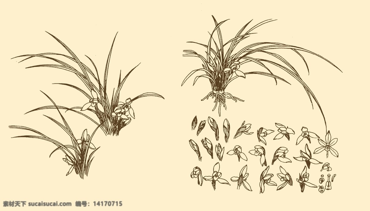 白描花卉 白描 花卉 线描 线画 线稿 中国画 国画 花草 兰花 兰草 分层 源文件