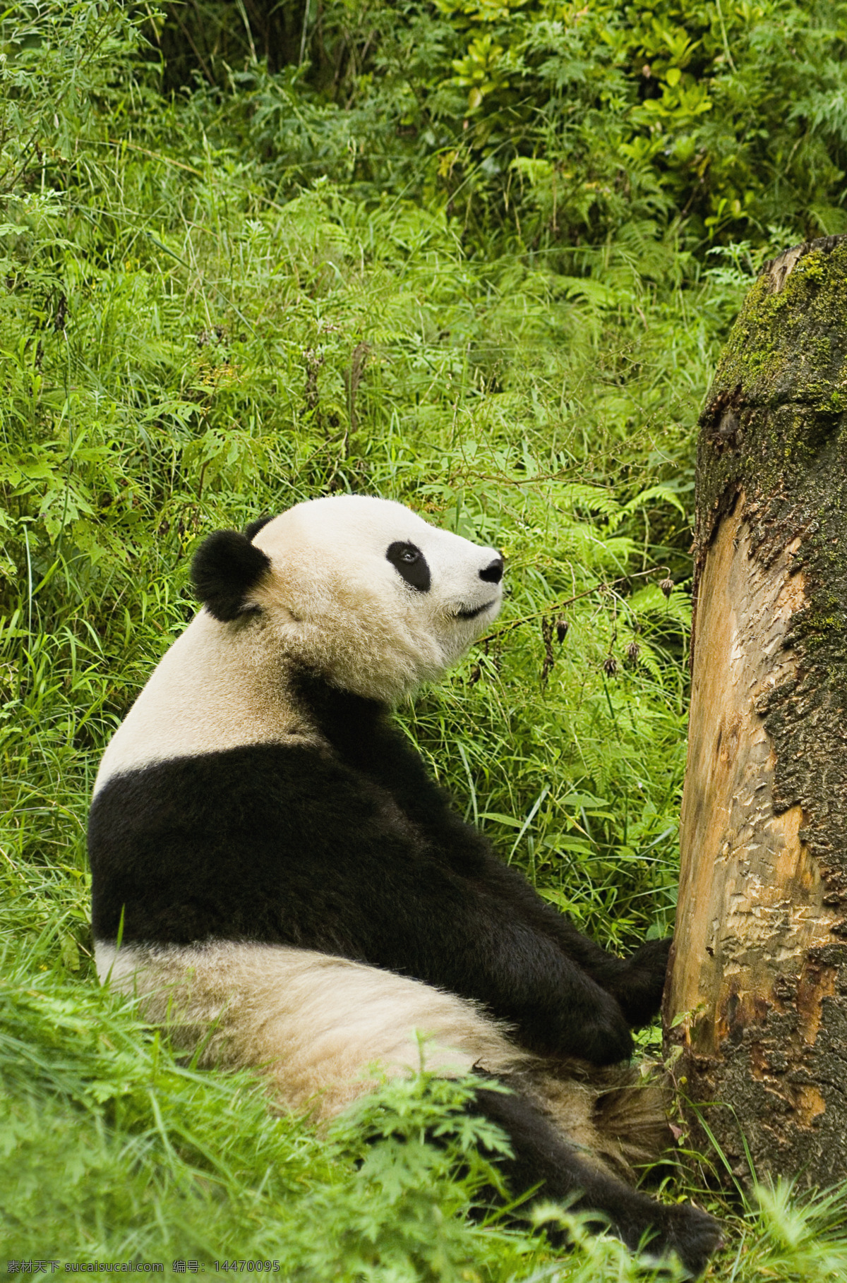 可爱 大熊猫 脯乳动物 保护动物 熊 国宝 野生动物 动物世界 生物世界 摄影图 高清图片 猫咪图片
