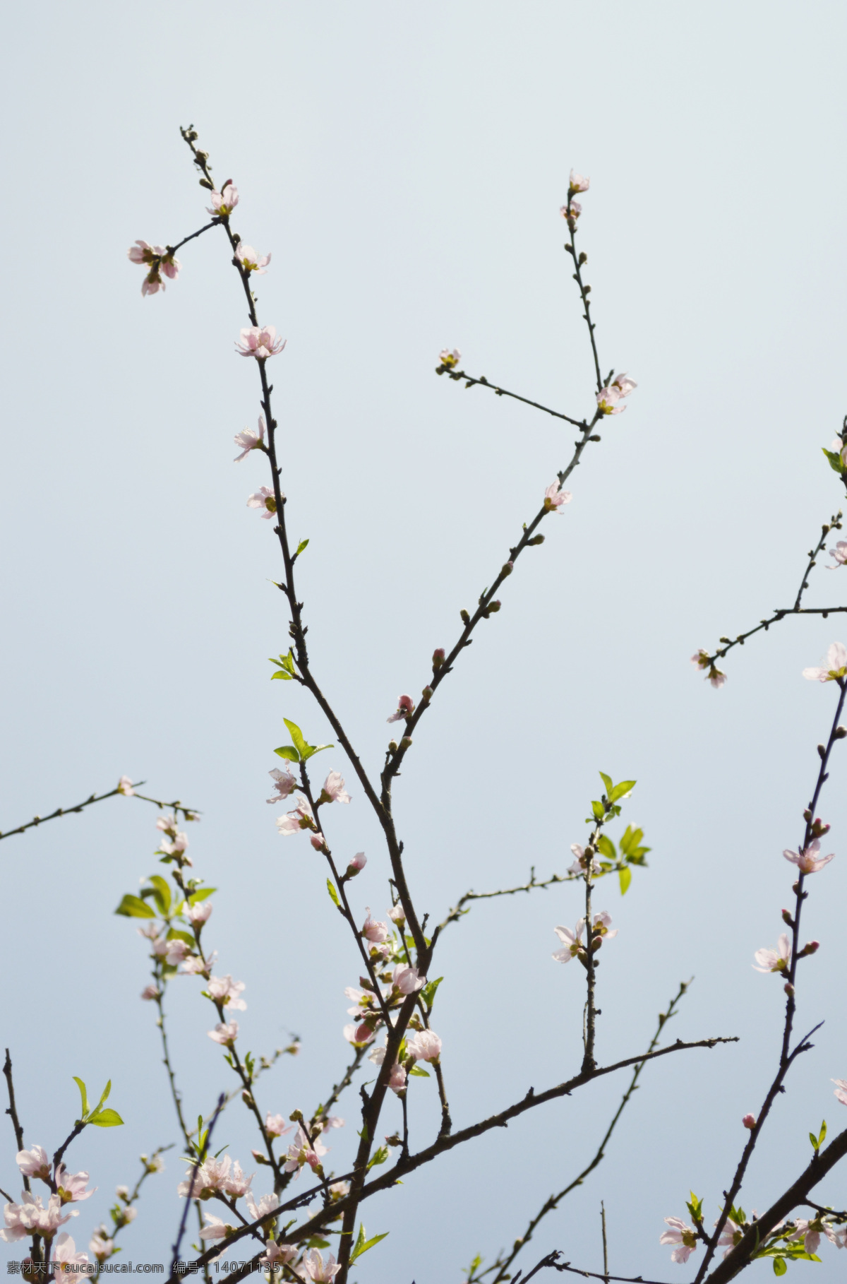 春光 春天 户外 花草 花木 美好 生机 桃花 早春 自然 桃花运 天空 画意 诗意 生物世界 psd源文件