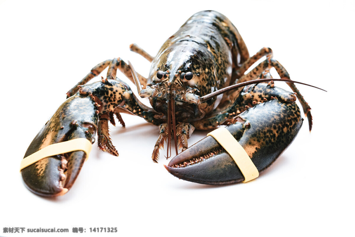 大龙虾 龙虾 澳洲龙虾 波士顿龙虾 大虾 海鲜 海产品 水产品 生物世界 海洋生物