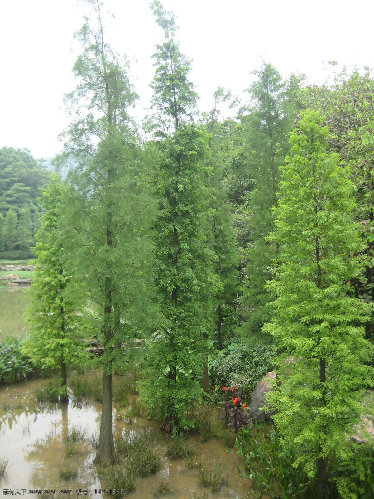 水杉 云溪公园 参天大树 自然风景 自然景观