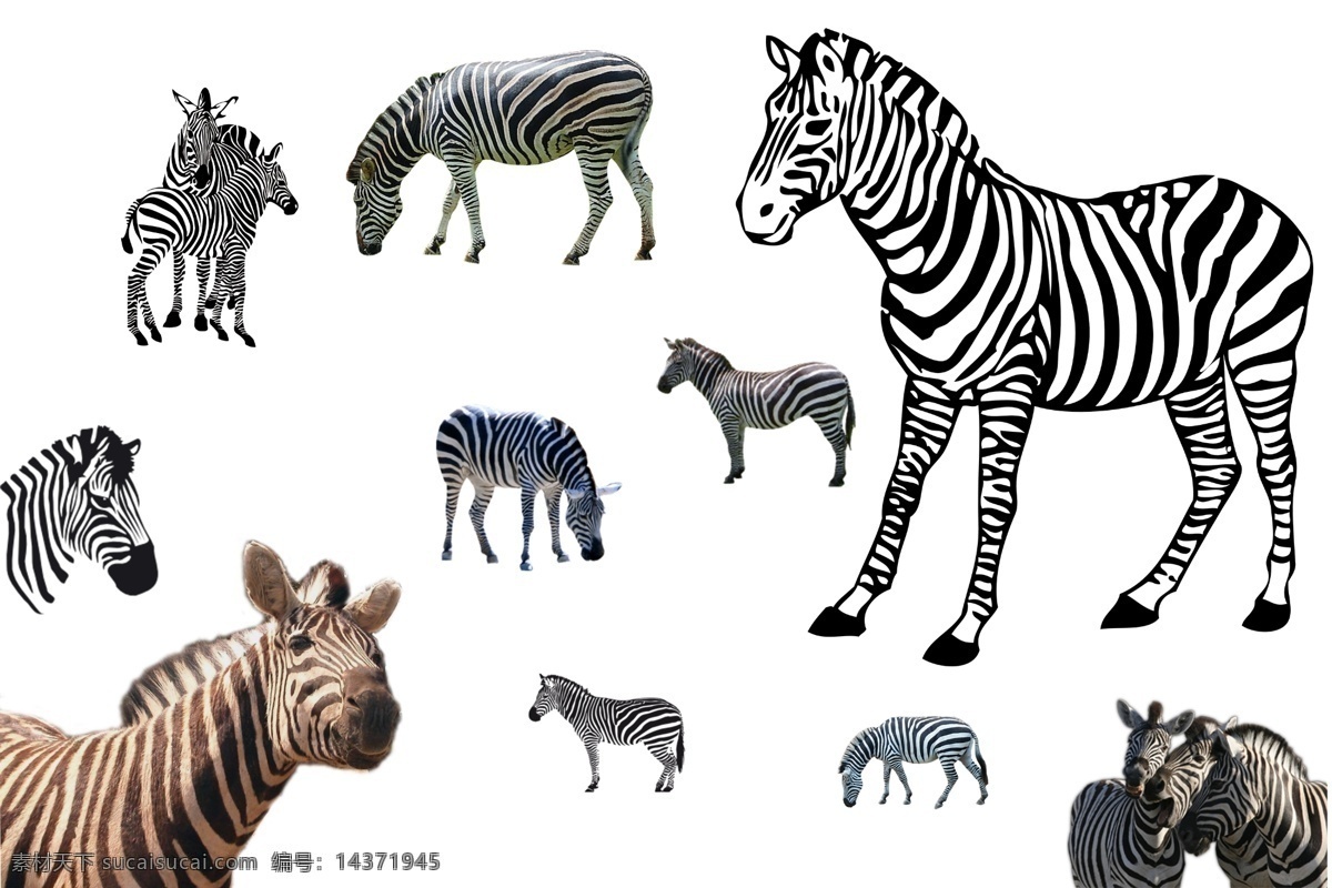 斑马 透明素材 png抠图 马 骏马 斑纹 卡通 大型动物 非洲动物 非 原创 透明 合 辑 分层