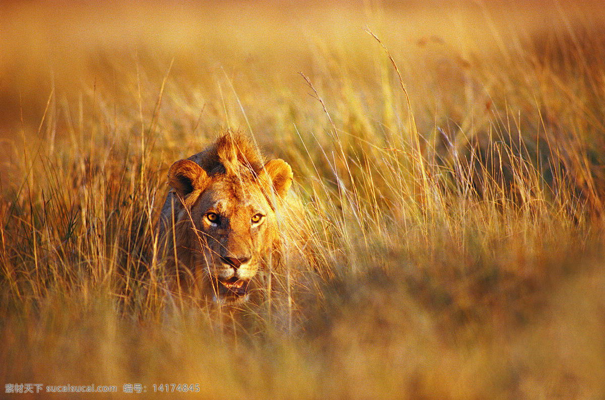 凶猛 草原 雄狮 草原雄狮 狮子 大狮子 野生 猛兽 野生动物 保护动物 森林之王 草原之王 生物世界