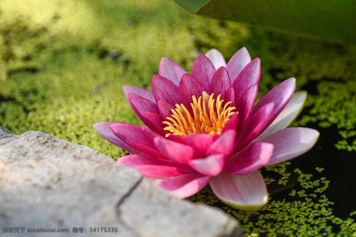 睡莲 荷花 莲 荷 粉色荷花 粉色莲花 花朵 花草 自然景观 自然风景