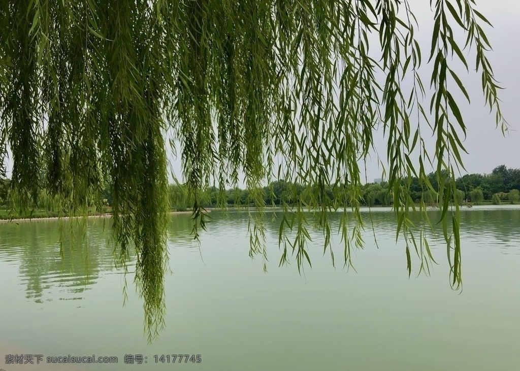 湖边柳树 柳树 湖边 植物 生物 水 生物世界 树木树叶