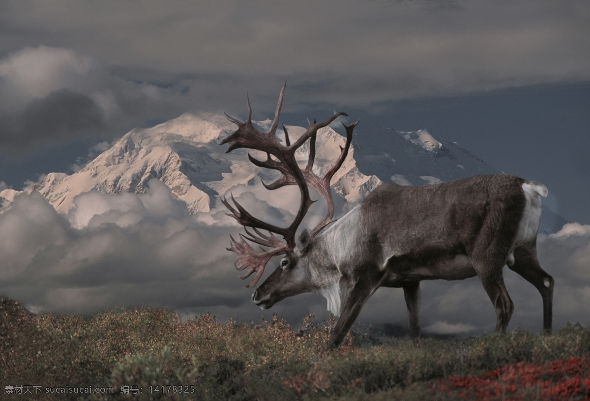 雪山 驯鹿 山峰美景 麋鹿 野生动物 动物世界 动物摄影 陆地动物 生物世界