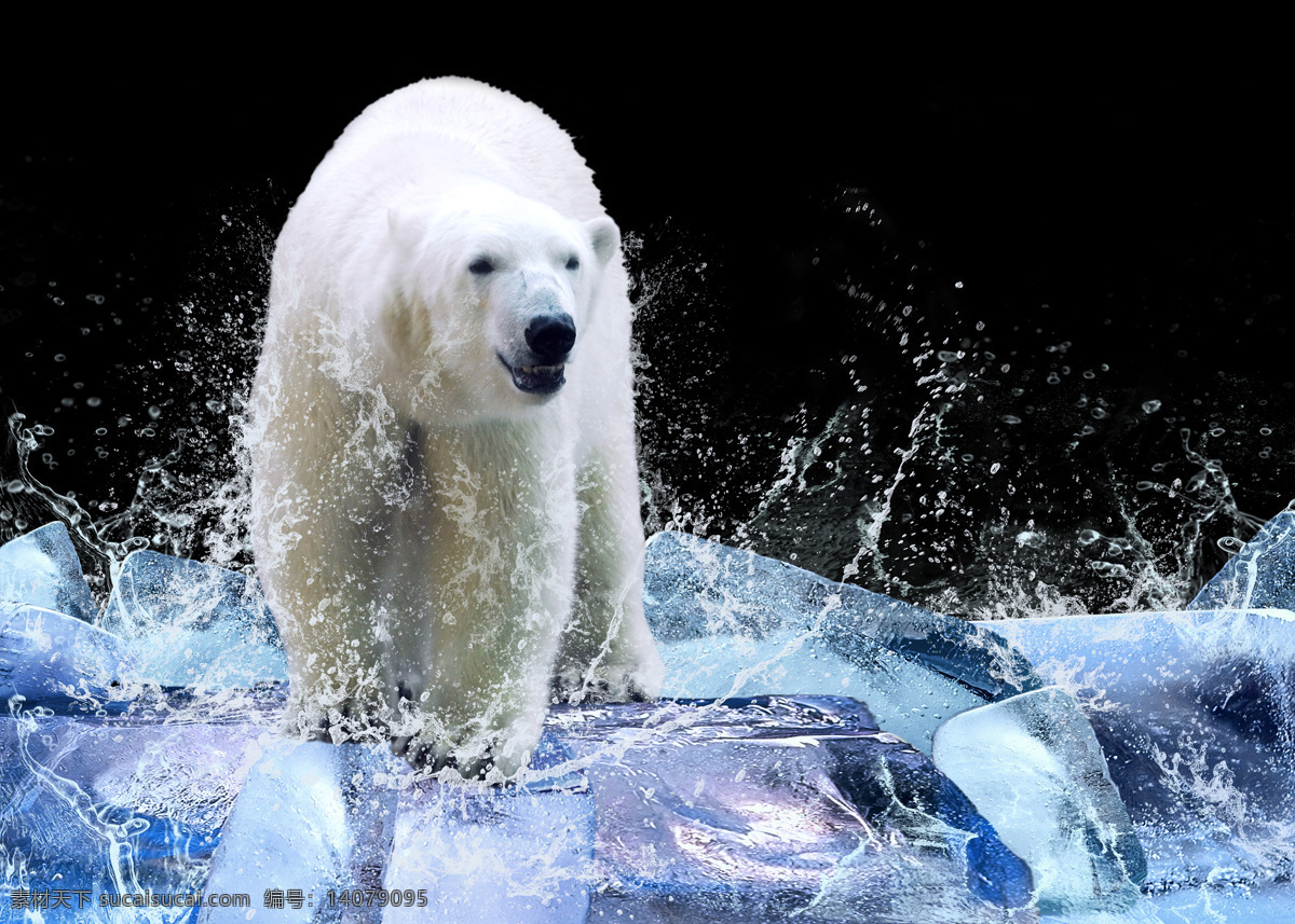 北极熊 高清 熊 动感 水花 水珠 涟漪 冰块 白色 北极 动物世界 野生动物 生物世界 家禽家畜
