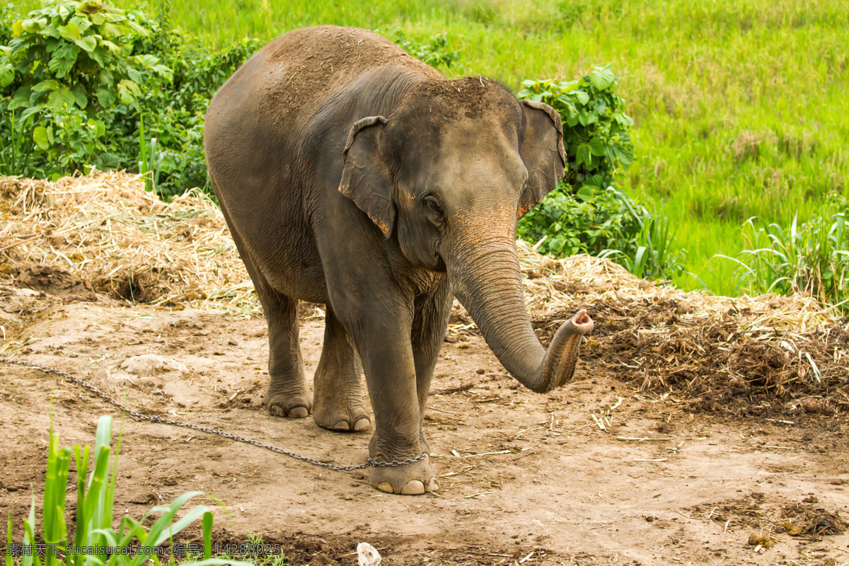困 住 大象 大象摄影 动物 野生动物 动物世界 动物摄影 其他生物 生物世界 被困住的大象 陆地动物