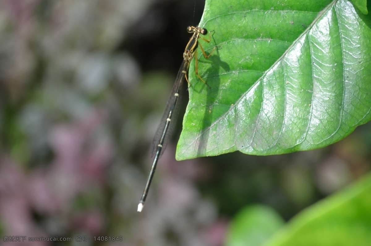 静物 微距 蜻蜓 绿叶 对焦 自然景观
