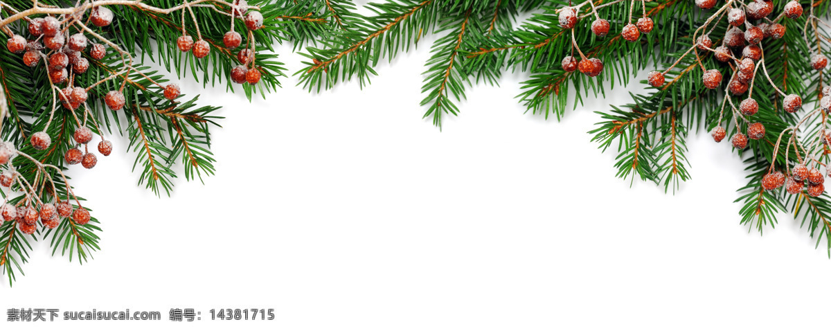 圣诞 松枝 背景 圣诞松枝边框 松枝红果 圣诞元素 圣诞主题 节日庆典 生活百科