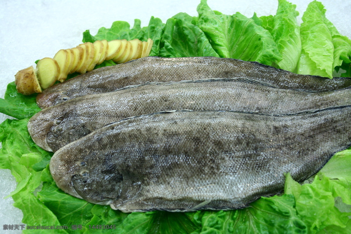 鱼类 拍摄 照片 海产 海洋生物 生物世界 食品 水产 鱼 鱼类拍摄照片 水产拍摄照片