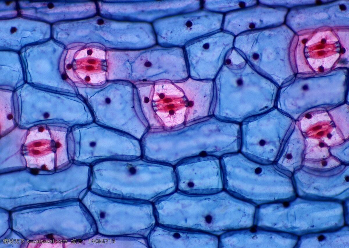 细胞 细胞膜 微观 细胞图 细胞核 现代科技 医疗护理