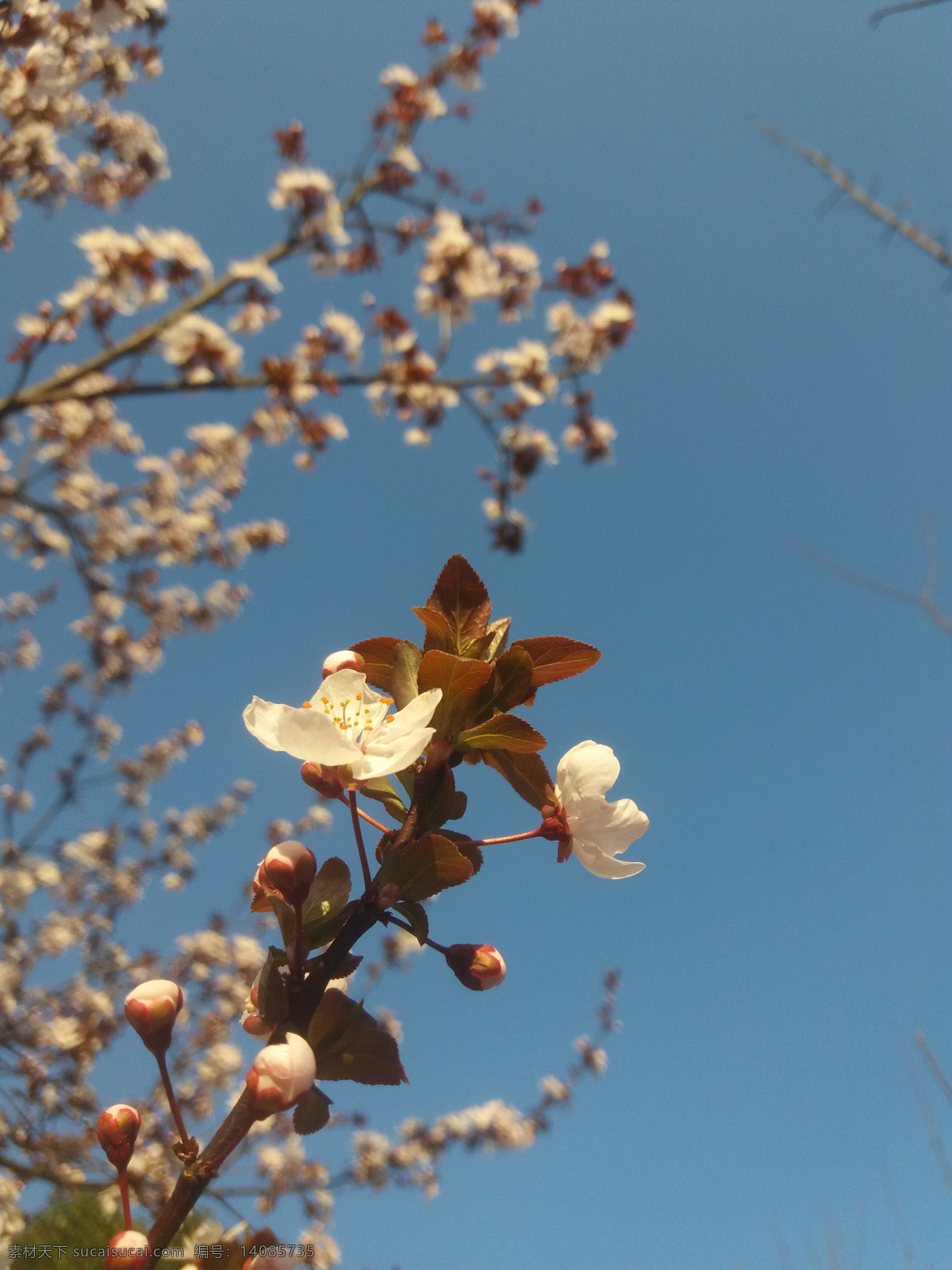 花卉 花园 花朵 桃花 桃树 蓝天 特写 绿植 园林 景观 自然 生物世界 花草