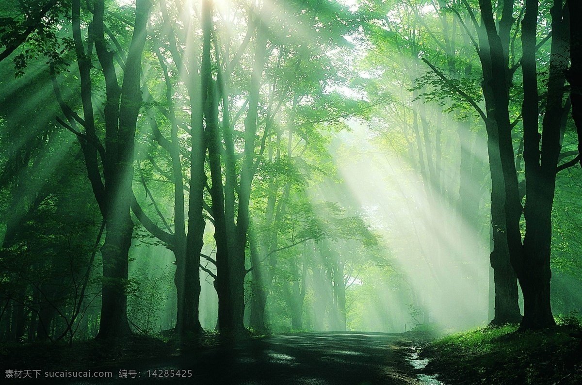 森林树木 森林 树木 树 树林 阳光 自然景观 自然风景