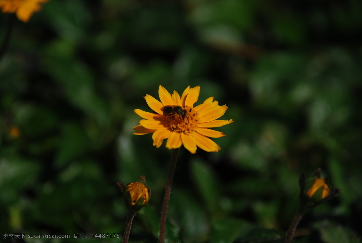 采花 蜜蜂 昆虫 绿色 生物世界 野花 采花蜜蜂