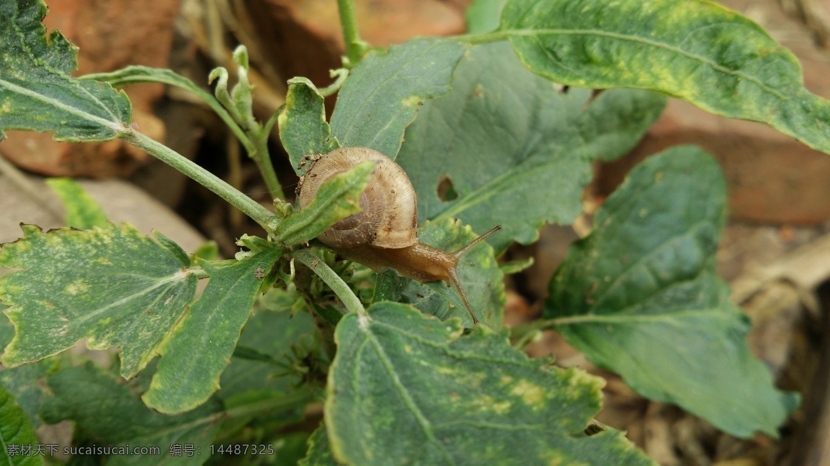 蜗牛 绿叶 野草 小蜗牛 泥土 生物世界 昆虫