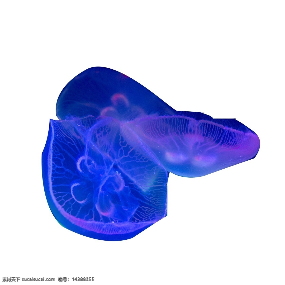 蓝色 发光 水母 免 扣 图 海洋生物 发光的 水母免扣图 海洋水母 免扣图