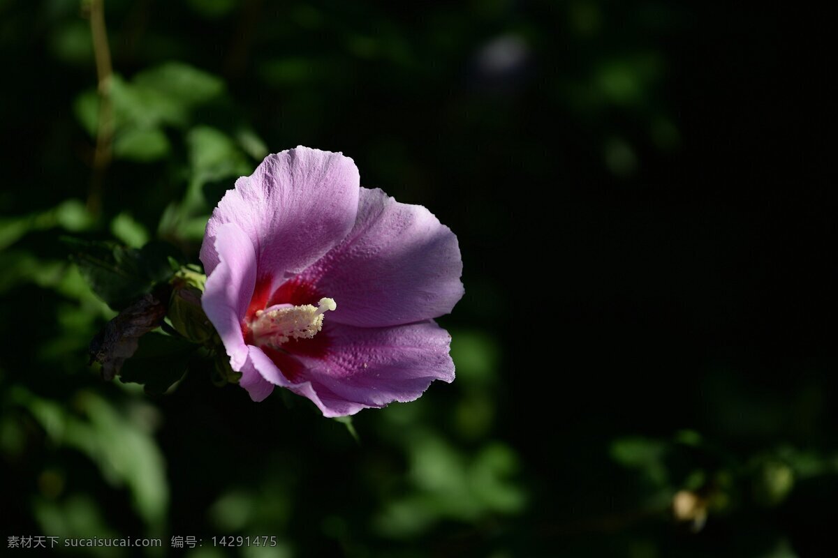鲜艳 紫色 木槿花 花卉 花朵 花草 植物