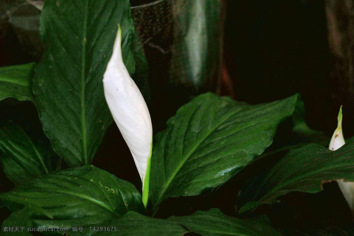 白掌 植物 花卉 绿叶 生态 植物花卉 花草 生物世界