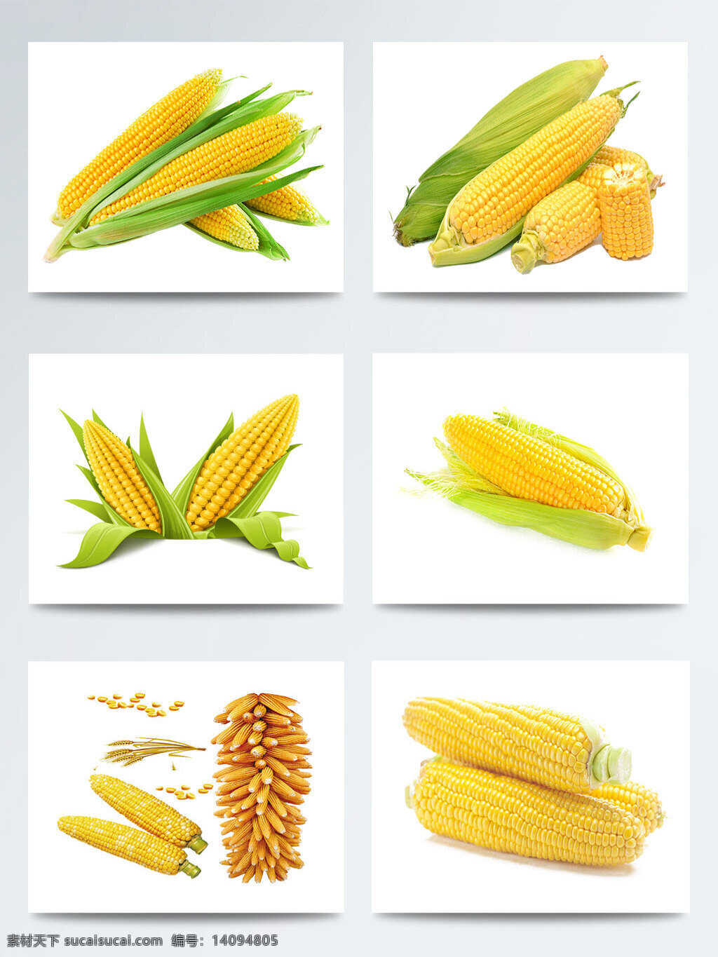 蔬菜 玉米 实物 集合 图案 饱满 丰收 金黄色 金黄色玉米 玉米图案