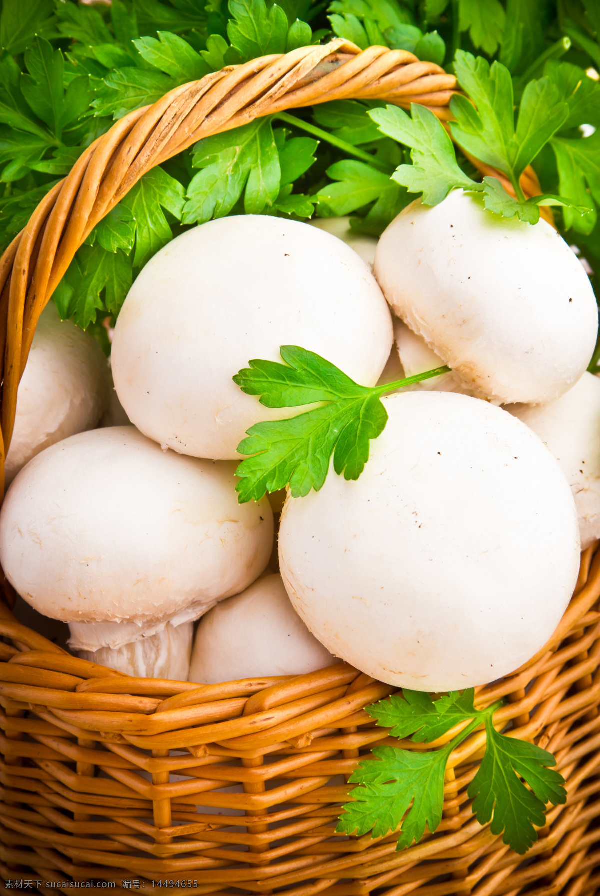 高清蘑菇摄影 蘑菇 蘑菇素材 蘑菇摄影 美食 食物 篮子 蔬菜 水果蔬菜 餐饮美食 白色