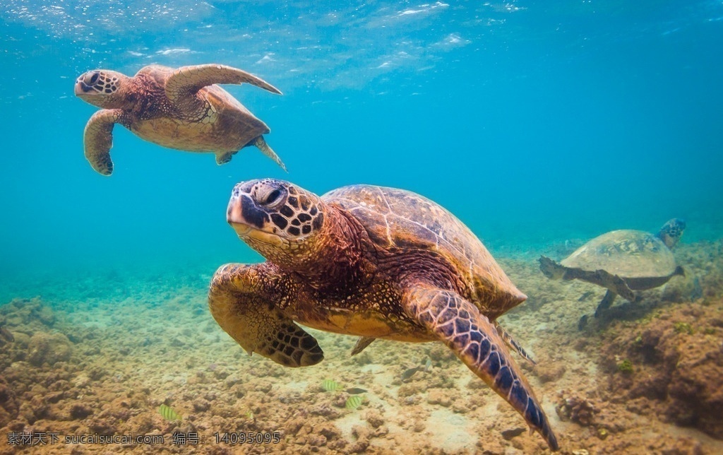 海龟 海 龟 乌龟 小乌龟 巴西龟 宠物龟 动物 生物世界 海洋生物