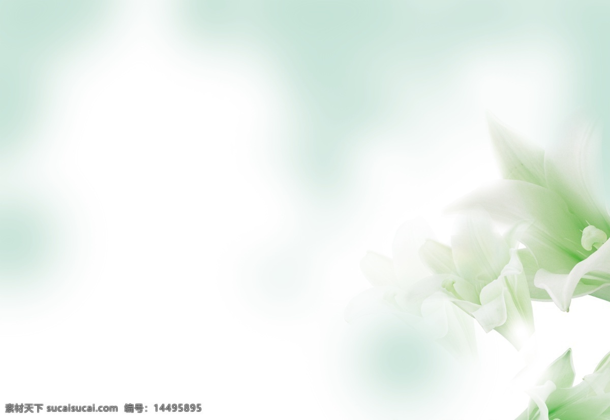 百合背景素材 百合 花朵 温馨绿色 背景素材 化妆品 女性 横版背景 清新亮丽花朵 日系风格 分层