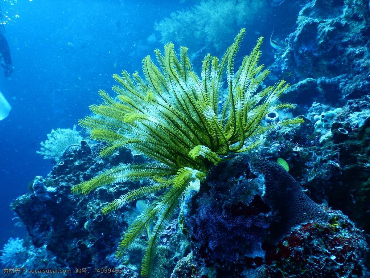 海藻 植物 绿色 海水 深蓝色 海 大海 深海 礁石 藻类 背景 生物世界 花草