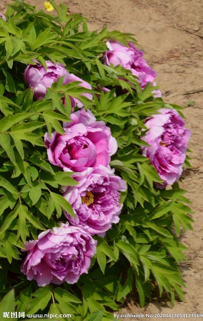 牡丹花 牡丹 观赏花卉 鼠姑 木芍药 百雨金 洛阳花 花朵 花瓣 花蕊 花卉 花儿 花草 植物 园林绿化 绿化景观 芍药牡丹 生物世界