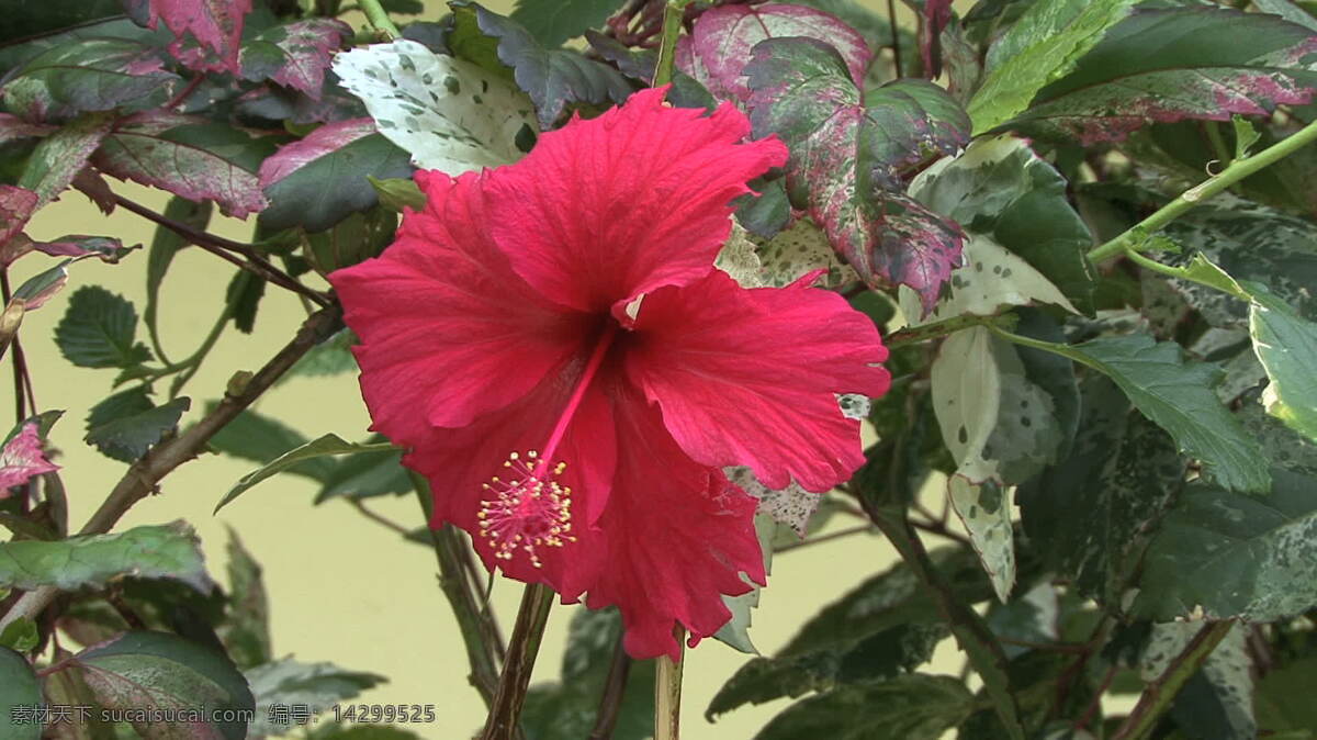 茉莉 红芙蓉 股票 录像 岛 芙蓉花 花 热带 叶 植物 茉莉亚岛 法属波利尼西亚 红色的木槿 视频 其他视频